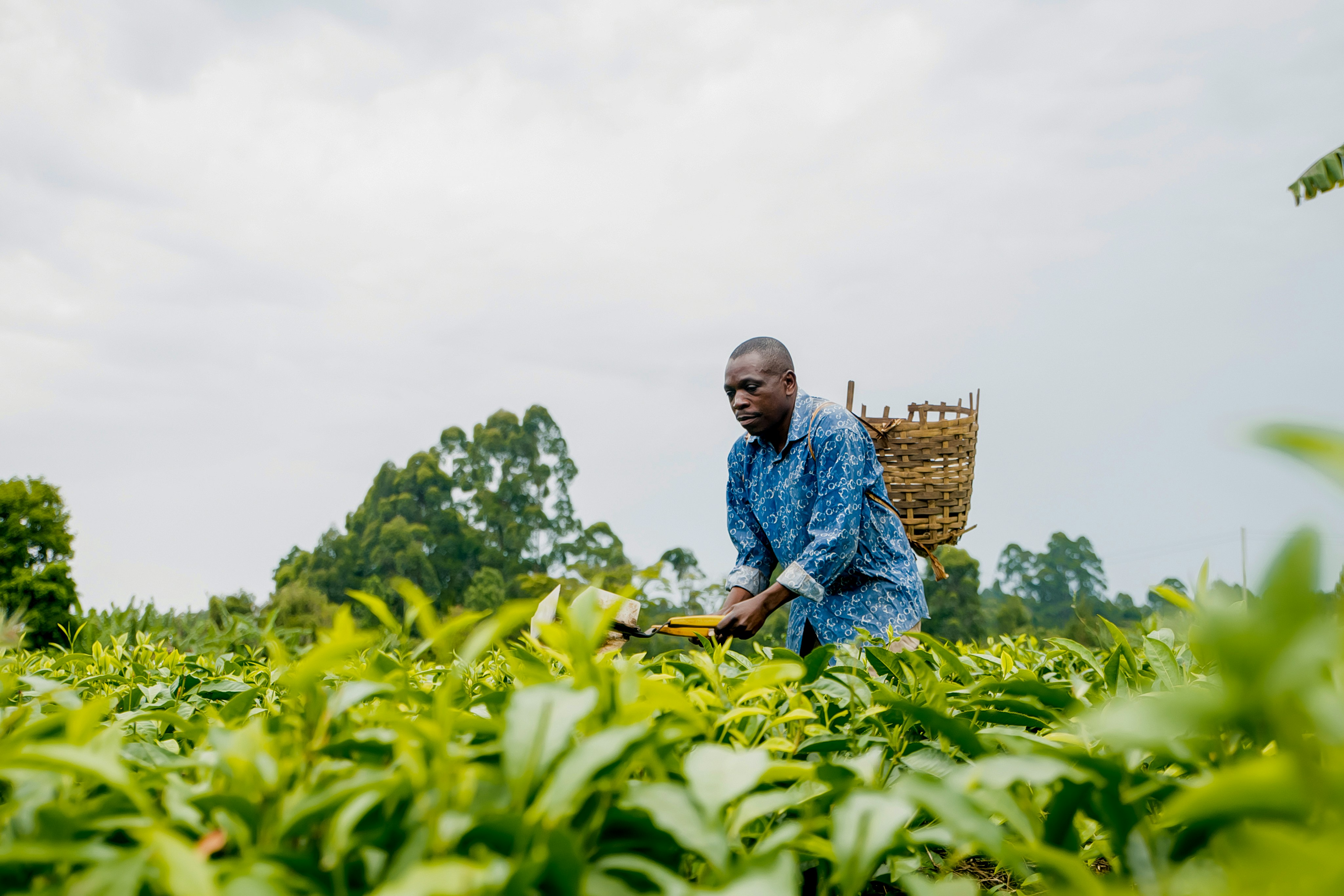 A man kneeling in a field with a basket on his back
